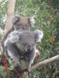 Jirrahlinga Koala & Wildlife Sanctuary - Accommodation Fremantle